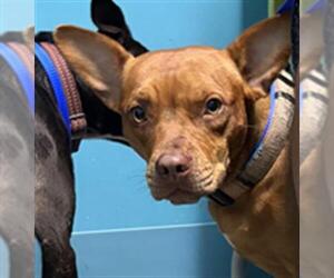 Labrador Retriever Dogs for adoption in Houston, TX, USA
