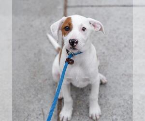 Unknown-Whippet Mix Dogs for adoption in San Diego, CA, USA