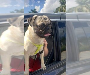 Pug Dogs for adoption in Fort Lauderdale, FL, USA