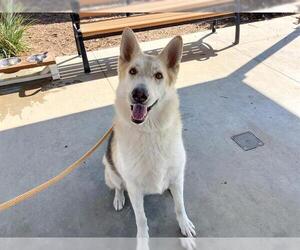 German Shepherd Dog Dogs for adoption in Orange, CA, USA