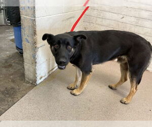 German Shepherd Dog Dogs for adoption in San Bernardino, CA, USA