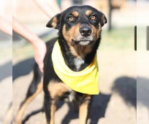 Mutt Dogs for adoption in San Antonio, TX, USA
