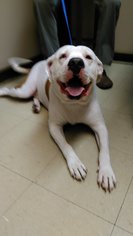 American Bulldog Dogs for adoption in Florence, AL, USA