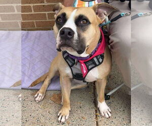 Boxer Dogs for adoption in Rockville, MD, USA