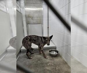 Catahoula Leopard Dog-German Shepherd Dog Mix Dogs for adoption in Temple, TX, USA