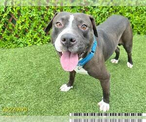 American Pit Bull Terrier Dogs for adoption in West Palm Beach, FL, USA