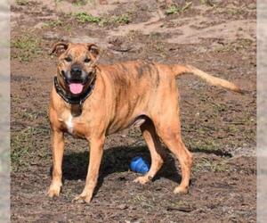 Black Mouth Cur-Unknown Mix Dogs for adoption in Inverness, FL, USA