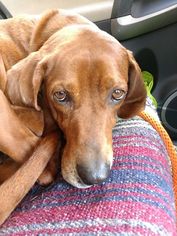 Medium Photo #1 Redbone Coonhound-Unknown Mix Puppy For Sale in Greenbelt, MD, USA
