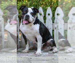 Olde Bulldog Dogs for adoption in Marina Del Rey, CA, USA