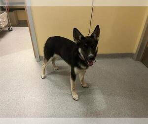 Gerberian Shepsky Dogs for adoption in Orange, CA, USA