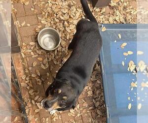 Labrottie Dogs for adoption in San Antonio, TX, USA