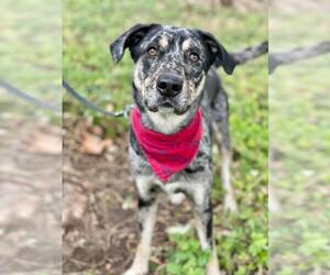 Catahoula Leopard Dog Dogs for adoption in San Diego, CA, USA