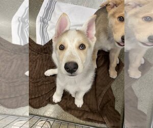 German Shepherd Dog-Huskies  Mix Dogs for adoption in Davis, CA, USA