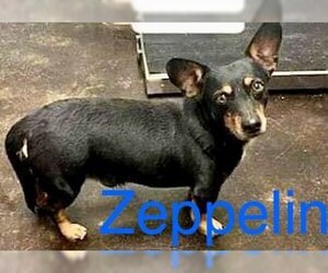 Dachshund-Unknown Mix Dogs for adoption in Topeka, KS, USA