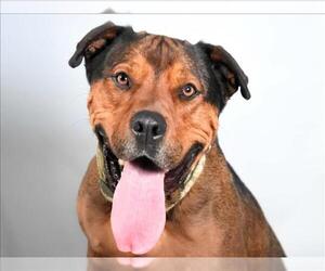 American Pit Bull Terrier-Unknown Mix Dogs for adoption in Fort Collins, CO, USA