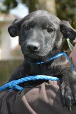 Shepradors Dogs for adoption in Brighton, TN, USA