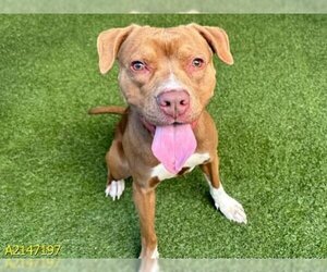 American Pit Bull Terrier-Vizsla Mix Dogs for adoption in West Palm Beach, FL, USA