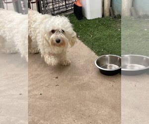 Goldendoodle (Miniature) Dogs for adoption in San Diego , CA, USA