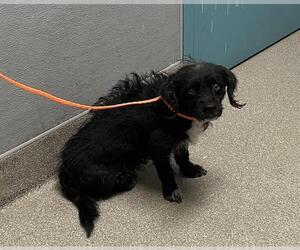 Mutt Dogs for adoption in Las Vegas, NV, USA