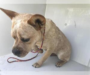 French Bulldog-Unknown Mix Dogs for adoption in Houston, TX, USA