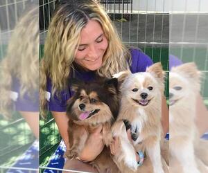 Shiranian Dogs for adoption in Irvine, CA, USA