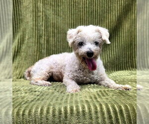 Medium Photo #2 Poodle (Miniature) Puppy For Sale in Long Beach, CA, USA