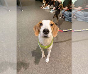 Mutt Dogs for adoption in Roxboro, NC, USA