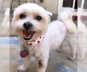 Maltese Dogs for adoption in Ventura, CA, USA