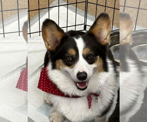 Pembroke Welsh Corgi Dogs for adoption in Sioux Falls, SD, USA