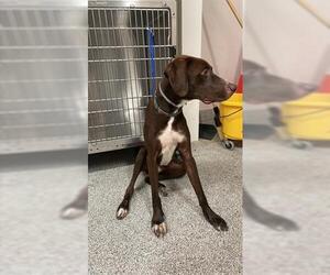 Pointer Dogs for adoption in Houston, TX, USA