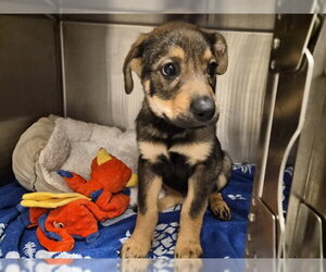 German Shepherd Dog-Unknown Mix Dogs for adoption in Corona, CA, USA