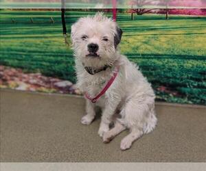 Mutt Dogs for adoption in Moreno Valley, CA, USA