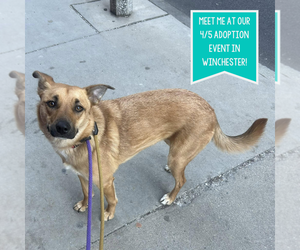 Mutt Dogs for adoption in Boston, MA, USA