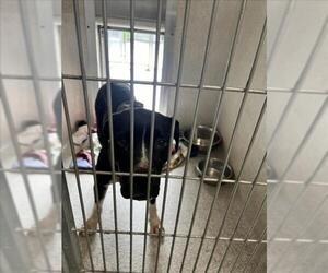 American Pit Bull Terrier Dogs for adoption in Tracy, CA, USA