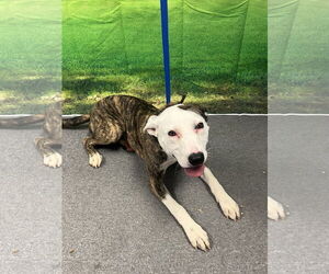 American Pit Bull Terrier-Unknown Mix Dogs for adoption in Euless, TX, USA