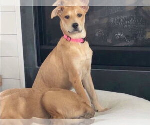 Labrador Retriever-Unknown Mix Dogs for adoption in Ball Ground, GA, USA