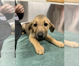 Siberian Husky Dogs for adoption in Fairbanks, AK, USA