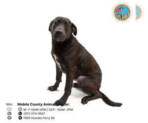 Labrador Retriever Dogs for adoption in Mobile, AL, USA