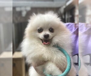 Pomeranian Dogs for adoption in Matawan, NJ, USA