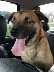 Mutt Dogs for adoption in Wallops Island, VA, USA