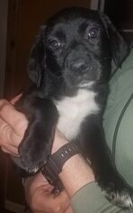 Sheprador Dogs for adoption in Cincinnati, OH, USA