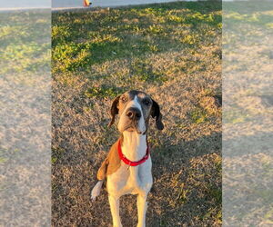 Great Dane Dogs for adoption in Bullard, TX, USA