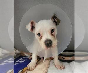 French Bulloxer Dogs for adoption in Camarillo, CA, USA