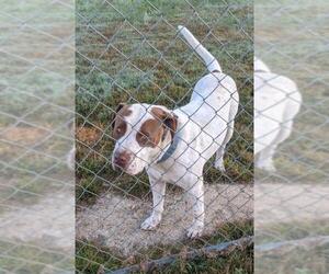 American Bulldog-Unknown Mix Dogs for adoption in White Bluff, TN, USA