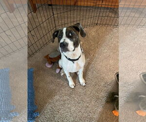 Medium Photo #3 Lab-Pointer Puppy For Sale in Rockaway, NJ, USA