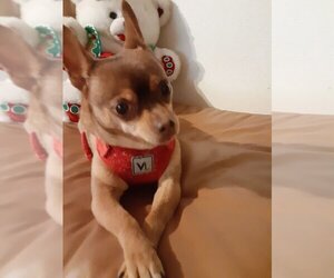 Chihuahua-Unknown Mix Dogs for adoption in San Angelo, TX, USA