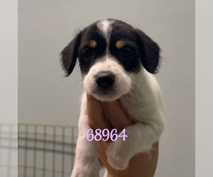 Mutt Dogs for adoption in Chico, CA, USA
