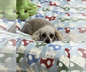 Poodle (Toy)-Unknown Mix Dogs for adoption in York, SC, USA