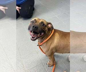 American Pit Bull Terrier-Staffordshire Bull Terrier Mix Dogs for adoption in Princeton, MN, USA