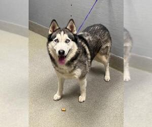 Siberian Husky-Unknown Mix Dogs for adoption in Las Vegas, NV, USA